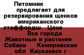 Питомник KURAT GRAD предлагает для резервирования щенков американского стаффордш › Цена ­ 25 000 - Все города Животные и растения » Собаки   . Кемеровская обл.,Киселевск г.